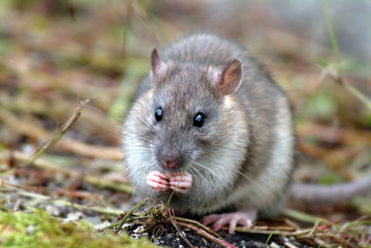 Brown rat on South Georgia Paula O Sullivan